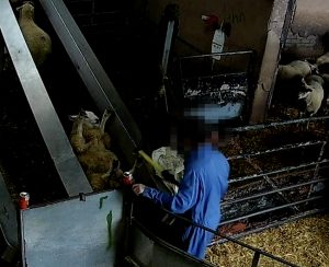 A sheep has been thrown on her back onto the conveyor belt