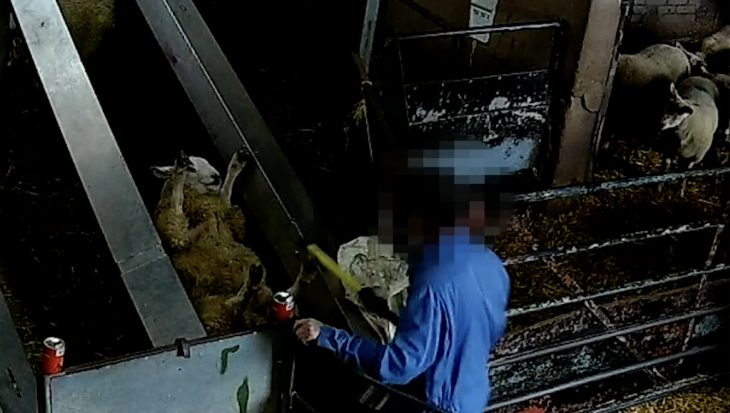A sheep has been thrown on her back onto the conveyor belt