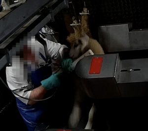 Farmers Fresh slaughterhouse investigation