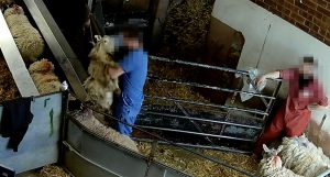 slaughterhouse worker roughly handles sheep