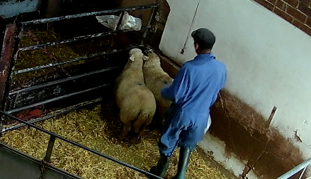 Farmers Fresh investigation: two sheep huddling together