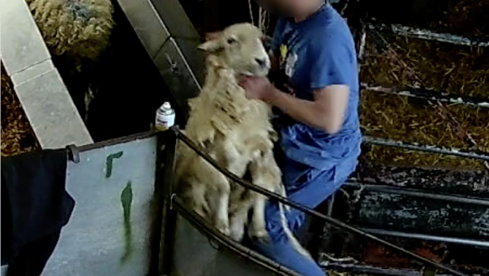 Farmers Fresh: sheep being handled by her neck