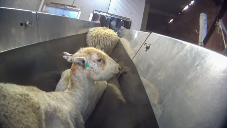 Animal Equality investigation at Farmers Fresh slaughterhouse