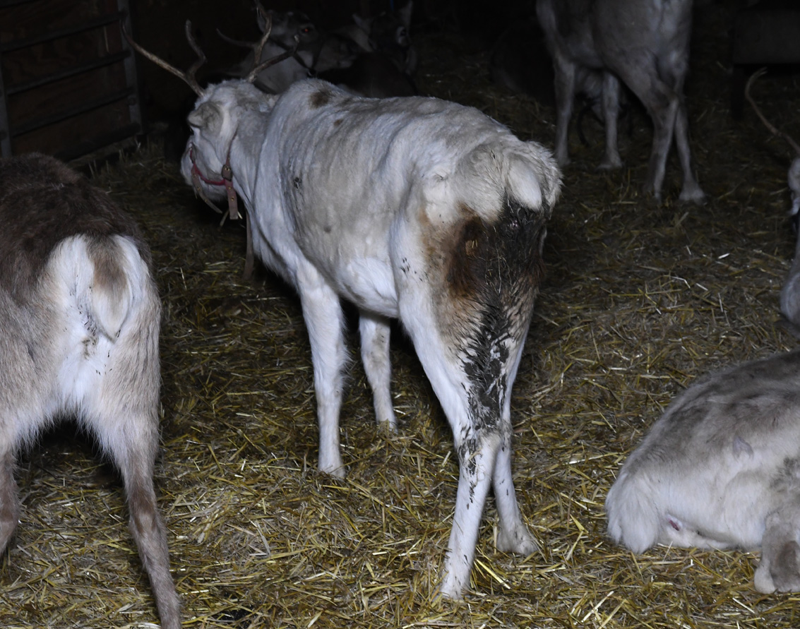 reindeer with diarrhoea from 2019 investigation