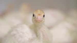 rescued baby turkey