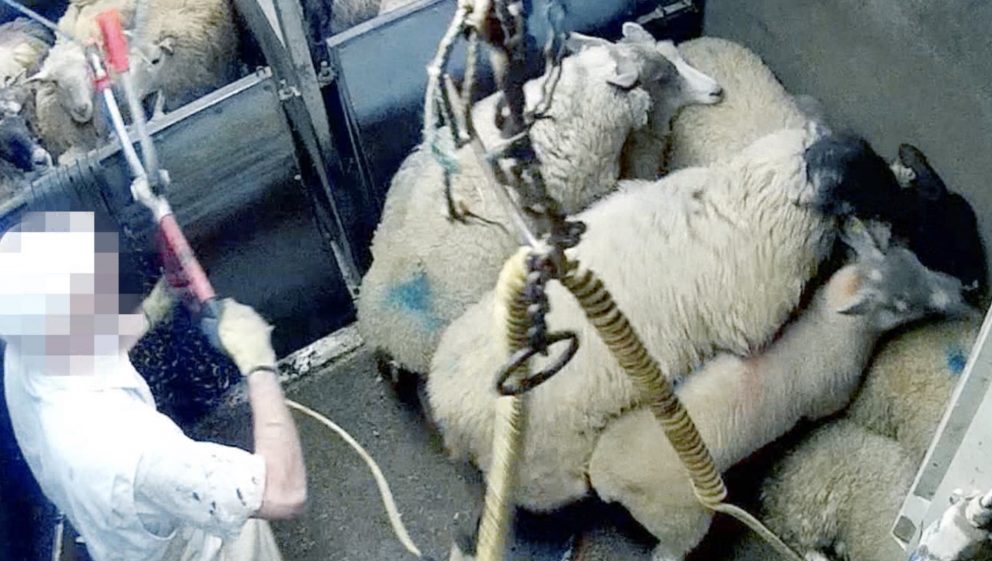 Forge Farm slaughterhouse - sheep in a huddle