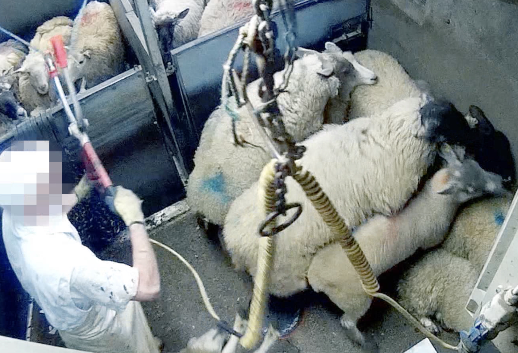 Cruelty case against Forge Farm slaughterhouse has been dropped - Animal Aid