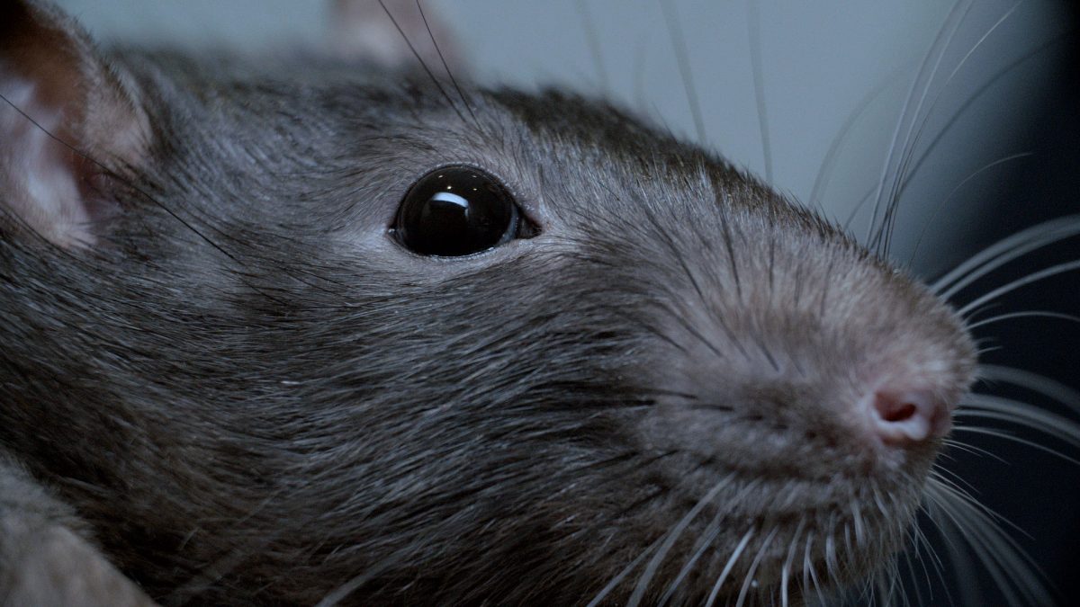 Rats shot in the eyes - the terrible reality of warfare experiments - Animal  Aid