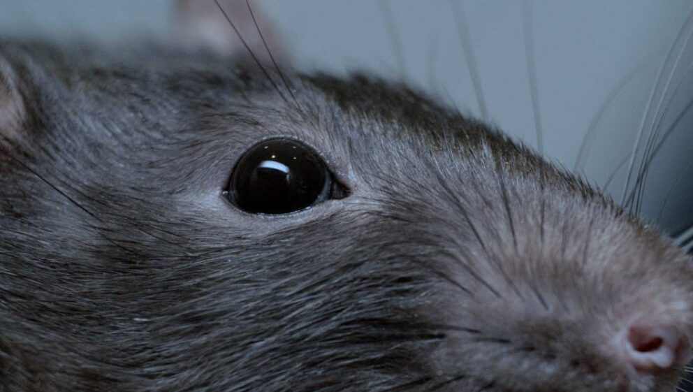 rat