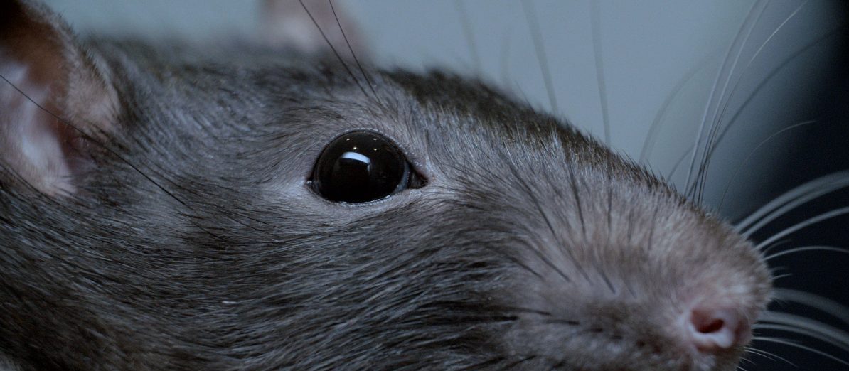 rat