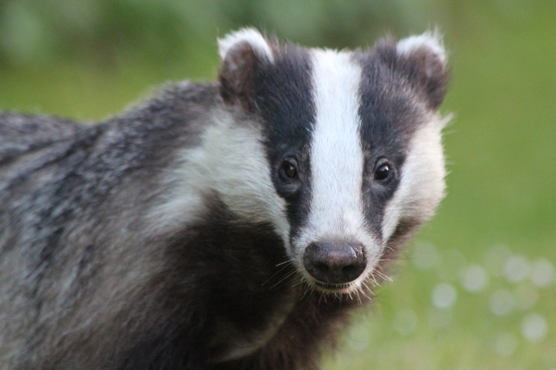 Government announce plans to phase out Badger Cull - Animal Aid