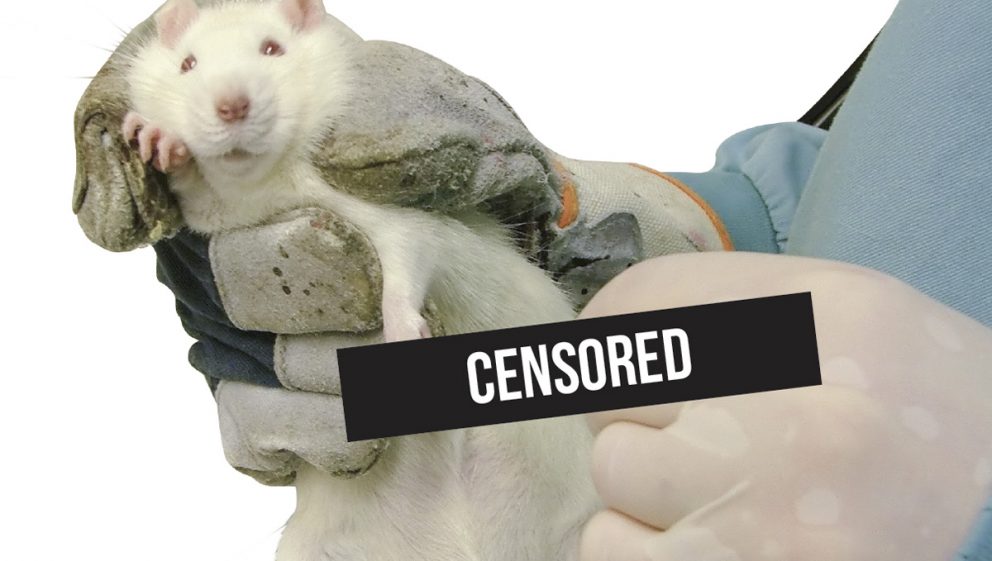white rat being held in hand