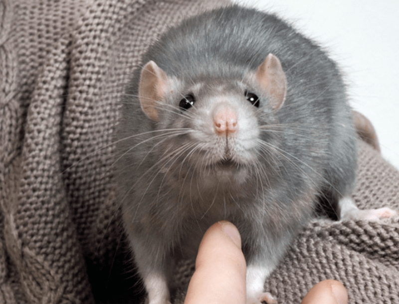 brown pet rat on blanket