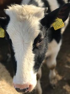 Harrison, a rescued male dairy calf