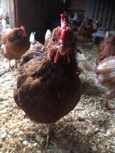 Trudy, a rescued ex-laying hen