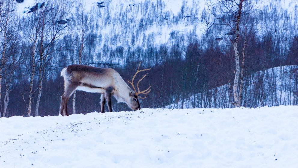 reindeer