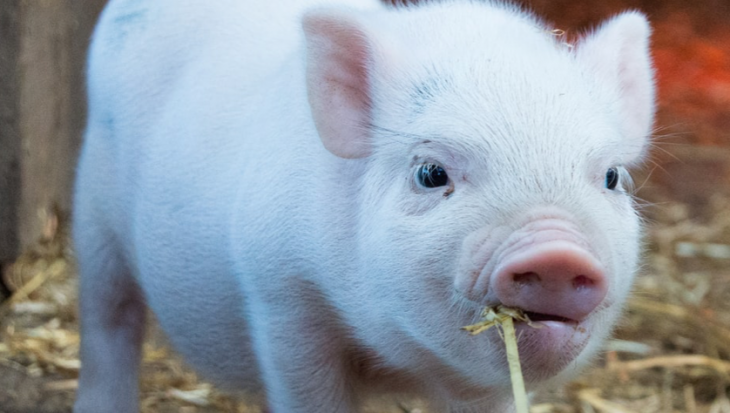 piglet on straw