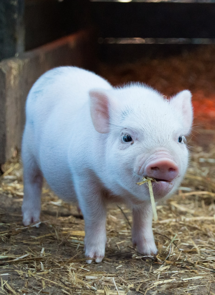 TALL This is factory farming - Animal Aid