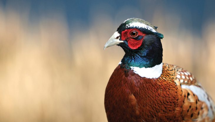 Pheasant nice Government plans to restrict plant-based milks