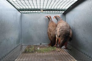 Barren partridge cage at Suffolk game farm