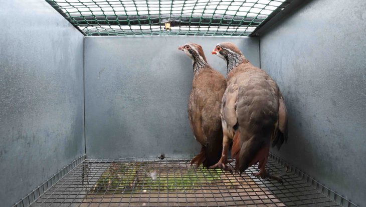 Barren partridge cage at Suffolk game farm