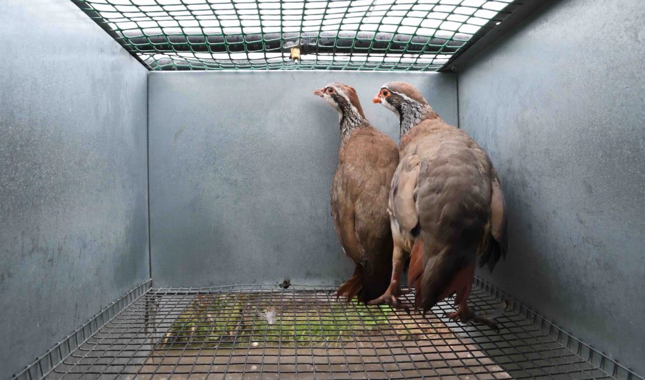 Barren partridge cage at Suffolk game farm