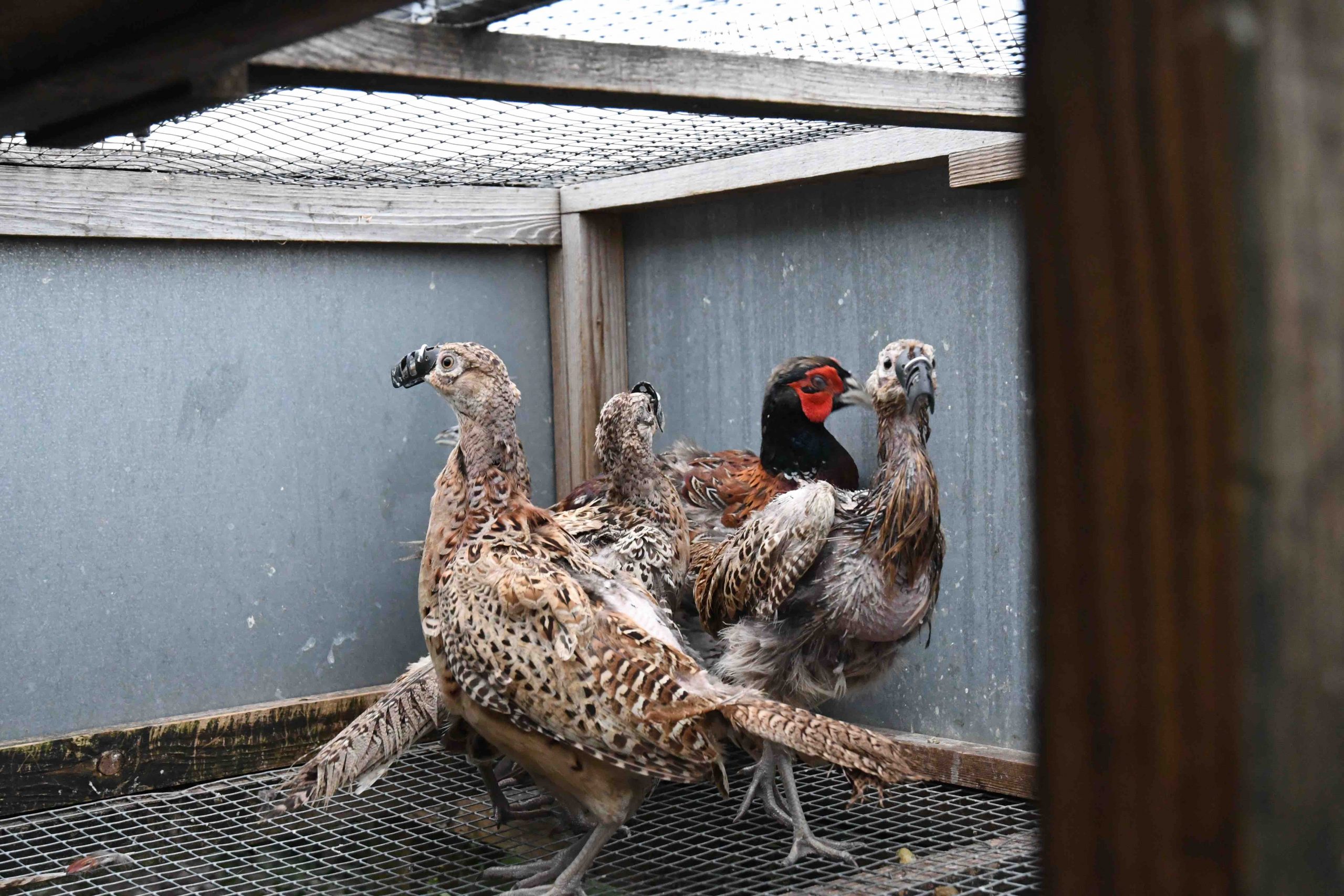 Pheasant with feather loss at Suffolk game farm