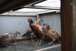 Pictures from game farm was located on land Southeast of Brome Hall Lane and South of Upper Oakley.
