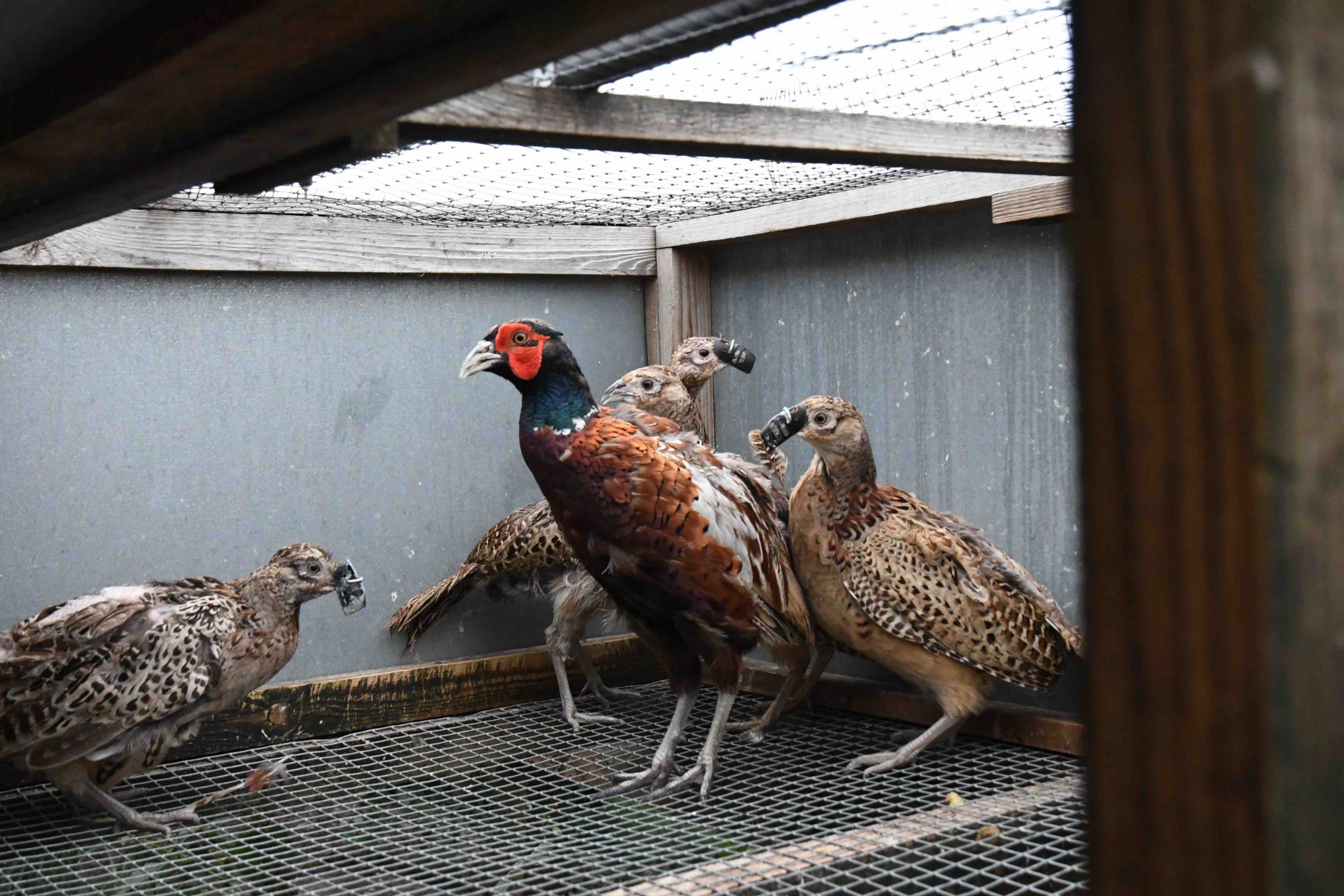 Pheasants with shrouds at Suffolk game farm
