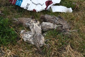 Dead pheasants at Suffolk game farm
