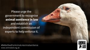 goose - animal sentience #BetterDealforAnimals