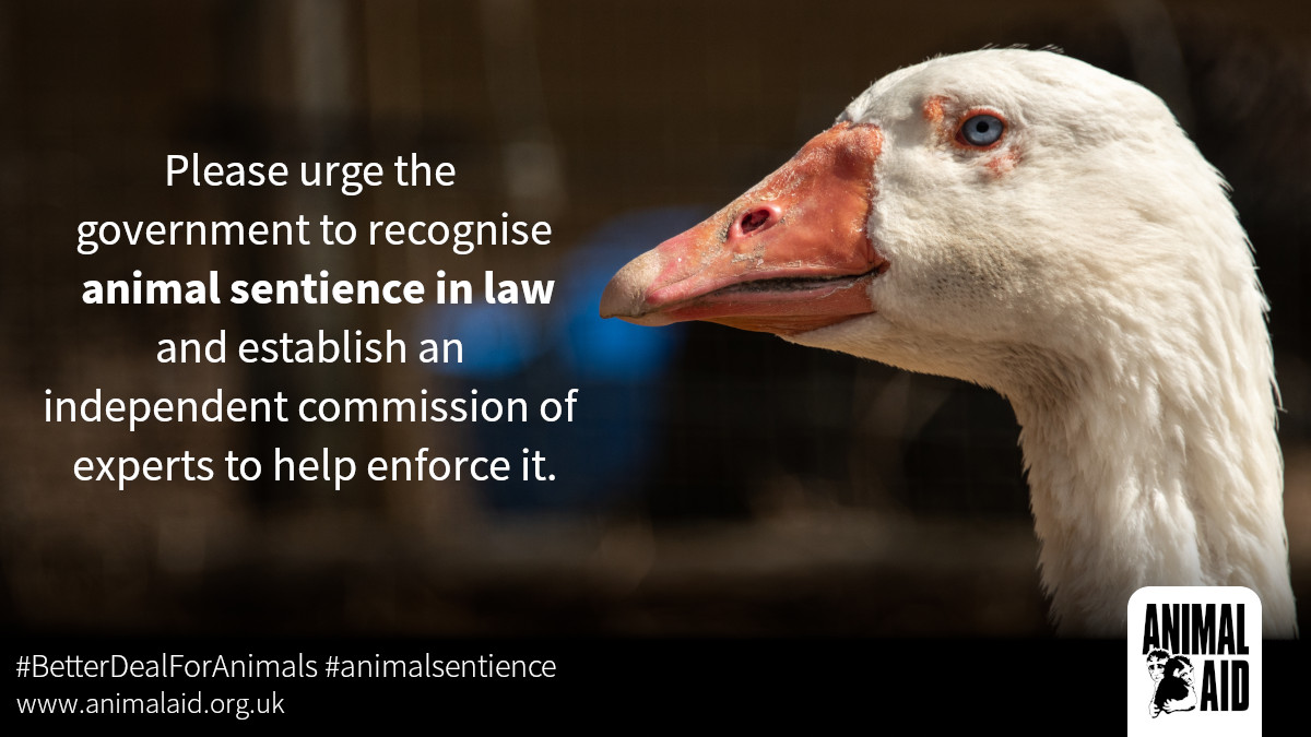goose - animal sentience #BetterDealforAnimals
