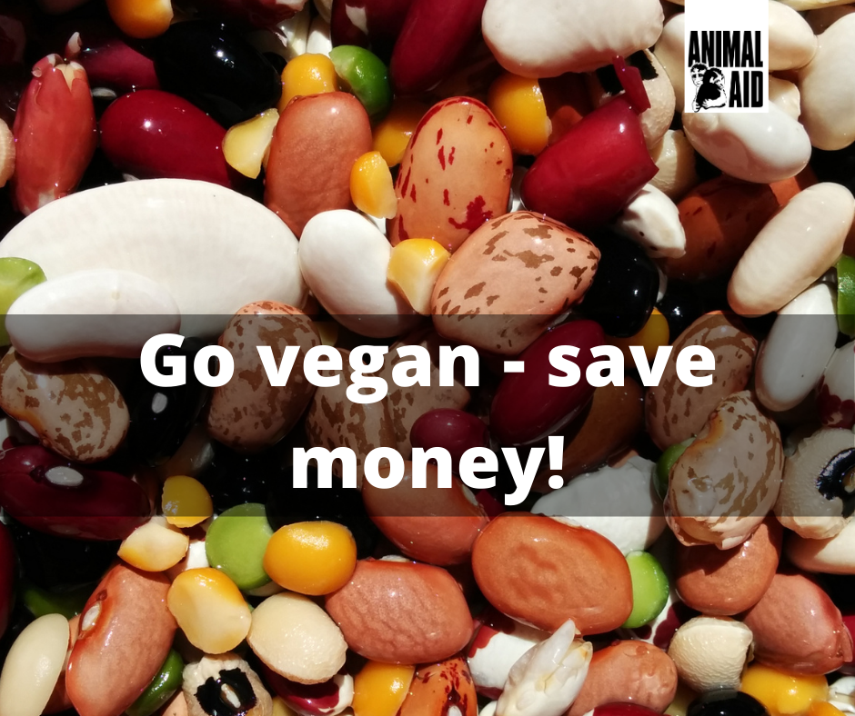 Why going vegan is better for the planet: World Vegan Month - Animal Aid