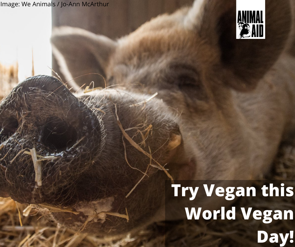 World Vegan Day 2020 -pig