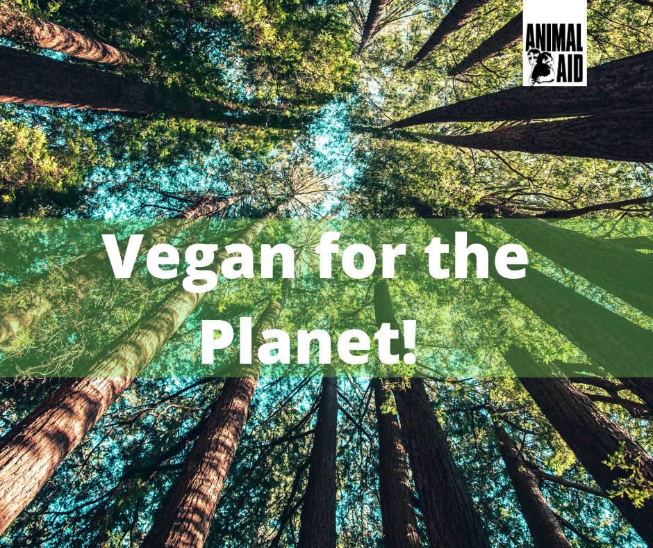 Why going vegan is better for the planet: World Vegan Month - Animal Aid