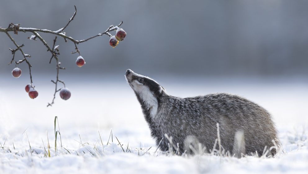 badger in snow