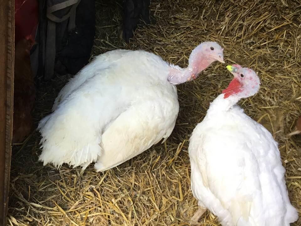 Facts about turkeys that you should know - Animal Aid