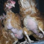 Feather pecked and injured hens