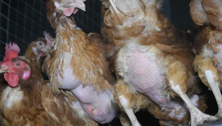 Feather pecked and injured hens