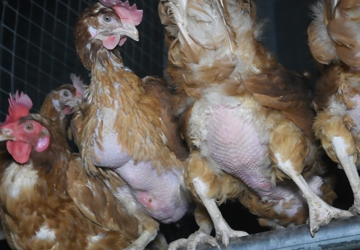 Feather pecked and injured hens