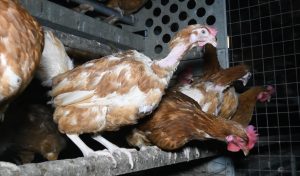 Feather pecked and injured hens