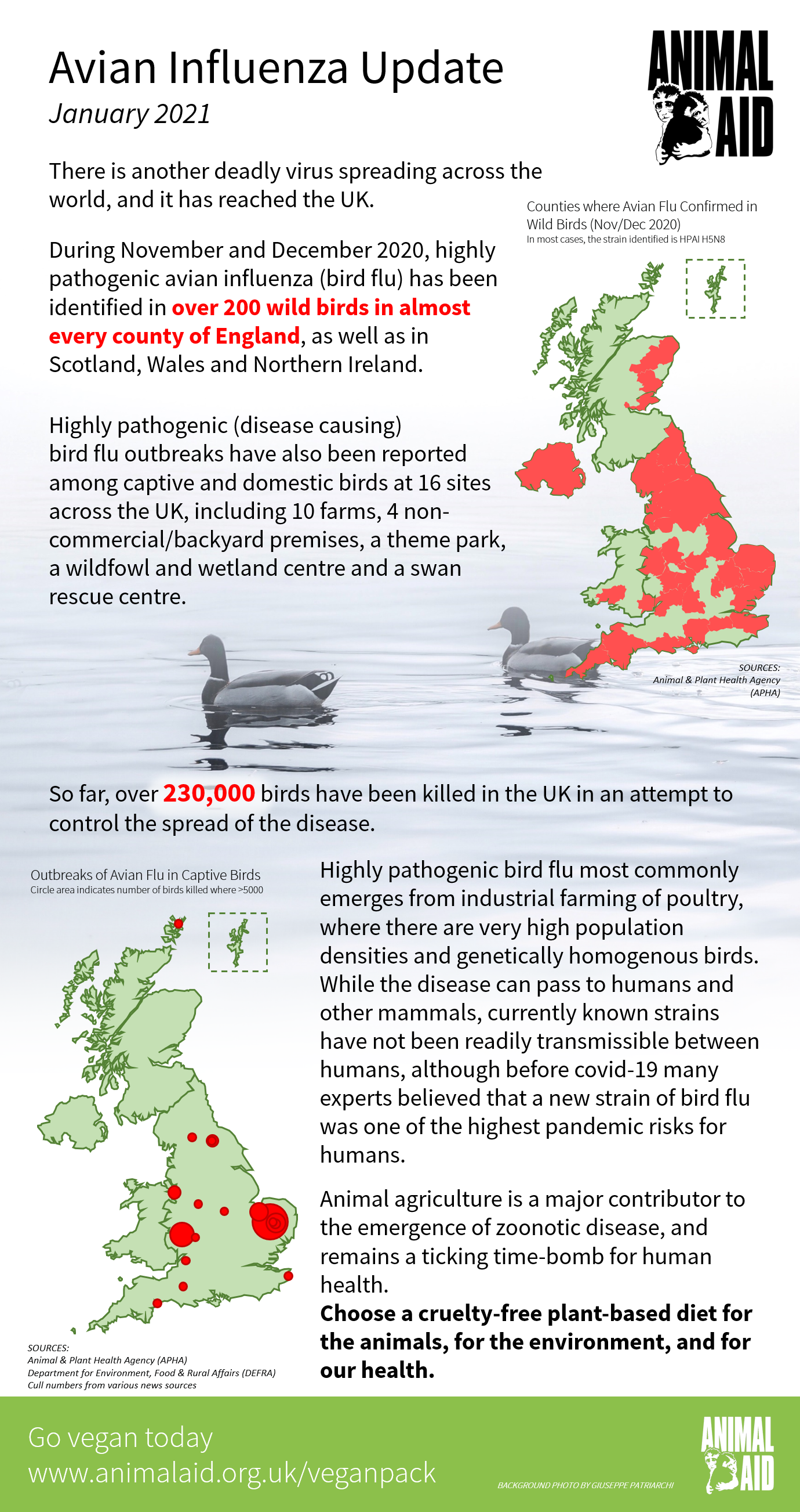 Avian Flu Uk Update