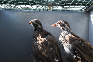 A breeding partridge with a deformed beak