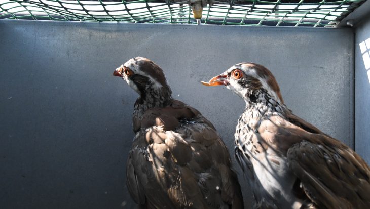 A breeding partridge with a deformed beak