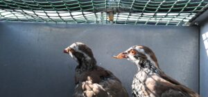 A breeding partridge with a deformed beak