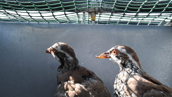 A breeding partridge with a deformed beak