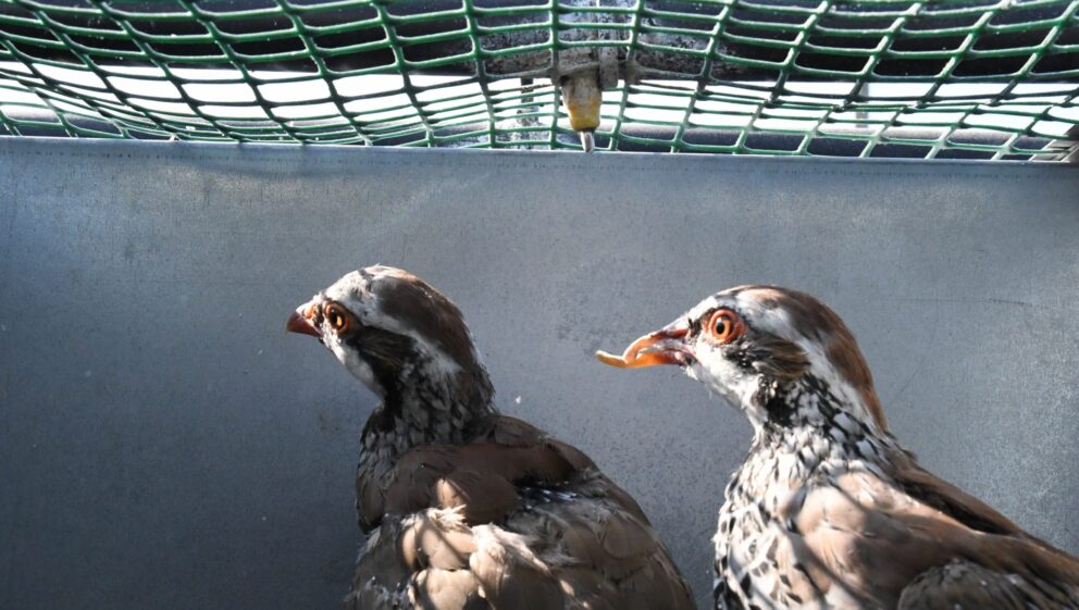 A breeding partridge with a deformed beak