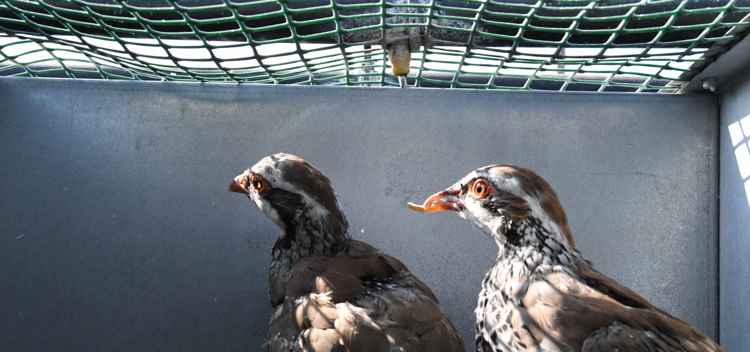 A breeding partridge with a deformed beak