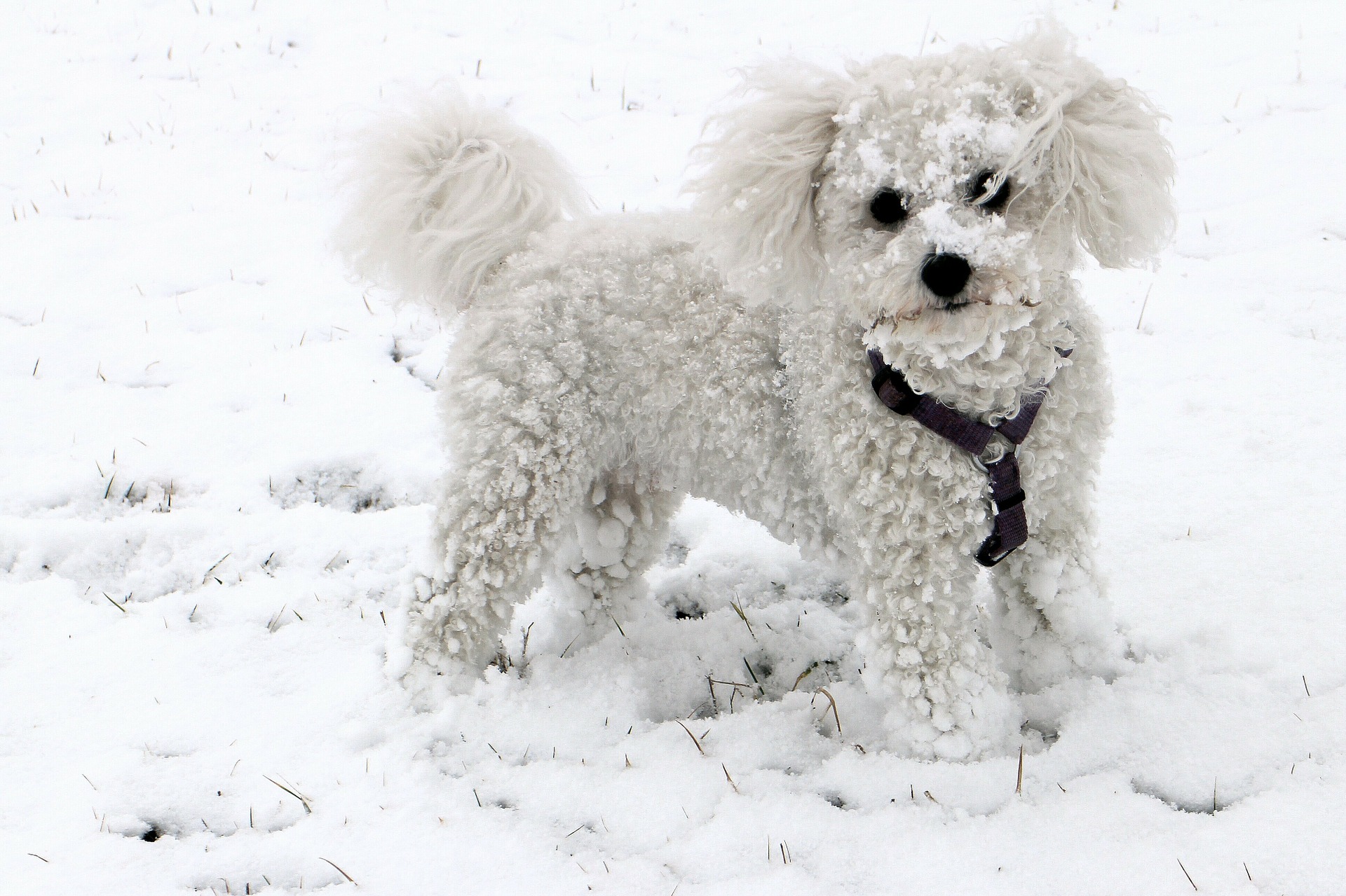 dog in winter