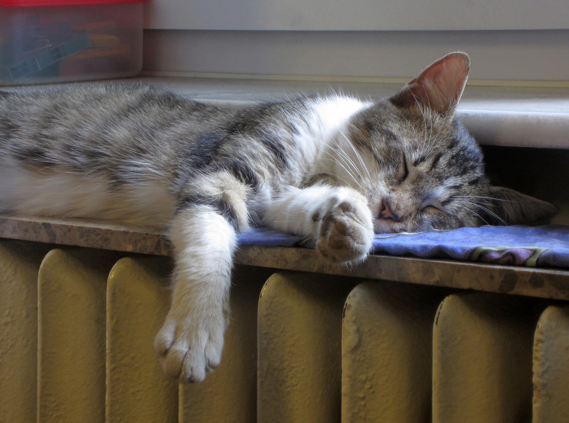 Cat asleep on radiator